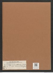 Navicula viridis var. commutata Grun. (de-Toni-Nr.: Genus 1, Species 7) Zeichnungen Sammlung Grunow Mappe 00007 (Herbarium_W_Grunow_drawings_Folder_00007)